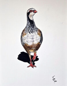 perdiz pintura