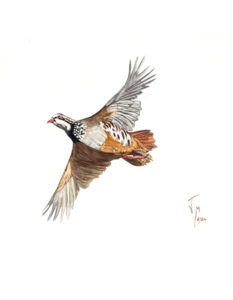 pintura perdiz