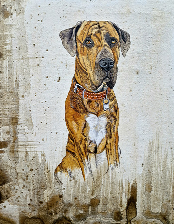 retratos de mascotas
