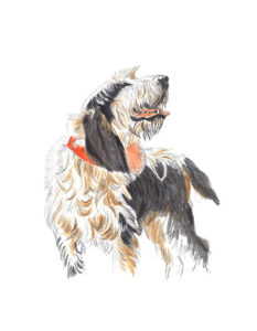 perro-2025-12