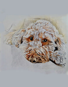 perro-25-11
