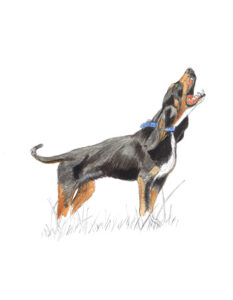 perro-25-6