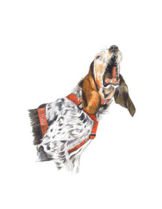 perro-25-8