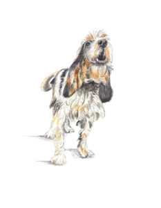 perro-25-9